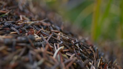 anthill with ants rack focus with grass