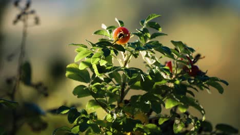 a rosehip shrub with ripe red fruits backlit by the rising sun