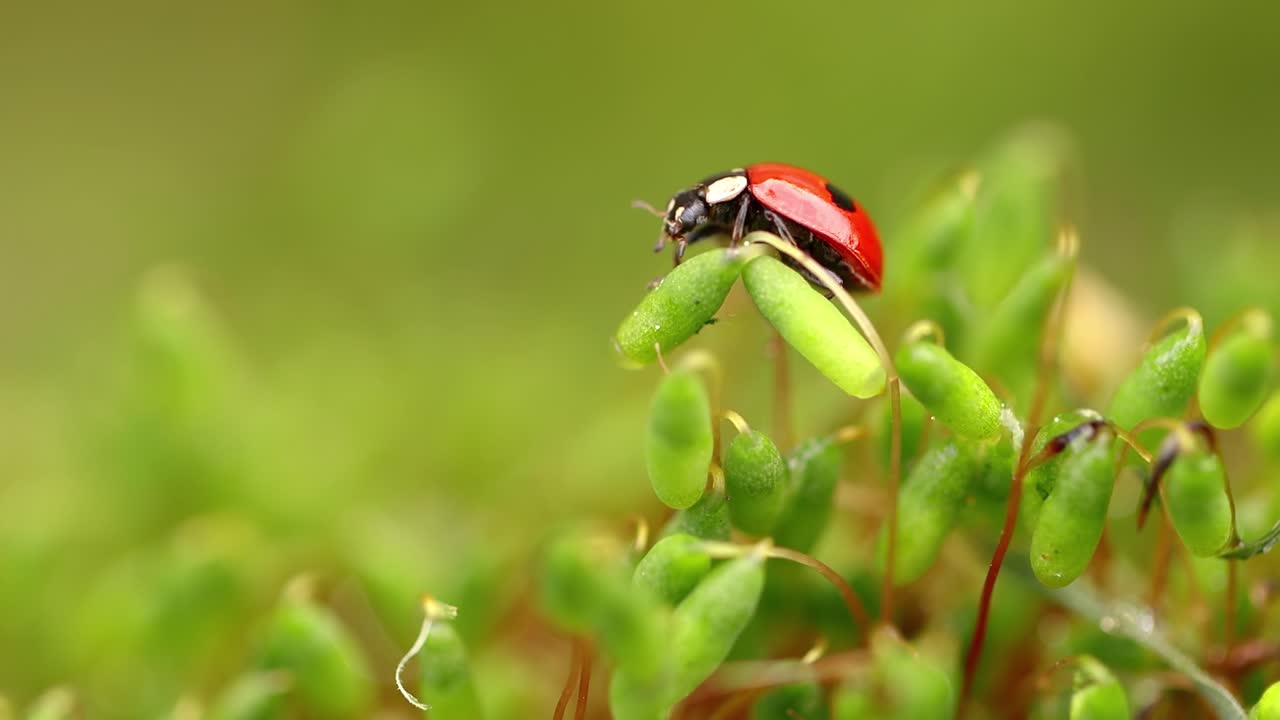 Close-up wildlife of a ladybug in the green grass in the forest