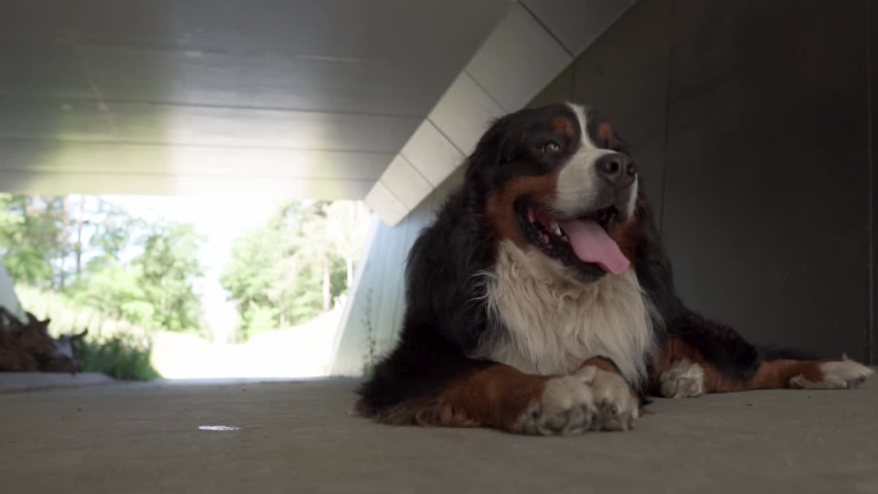 perro de montaña bernese relajándose bajo un puente