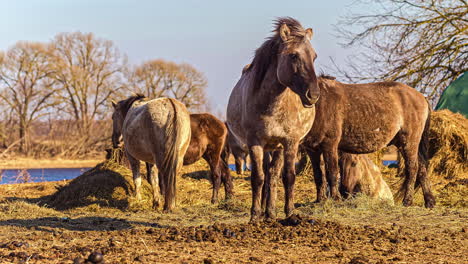 Grupo-De-Majestuoso-Semental-De-Pie-Y-Comiendo-En-El-Día-De-Otoño,-Lapso-De-Tiempo-De-Fusión