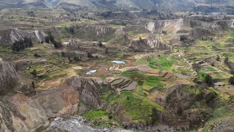 aerial: lush green terraced agriculture in colca river canyon in peru