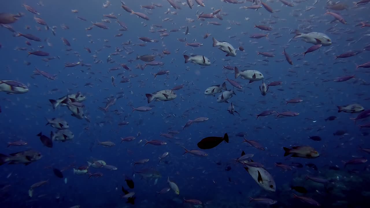 Banchi di lutjanidi e fucilieri che nuotano tranquillamente in acque limpide e blu.