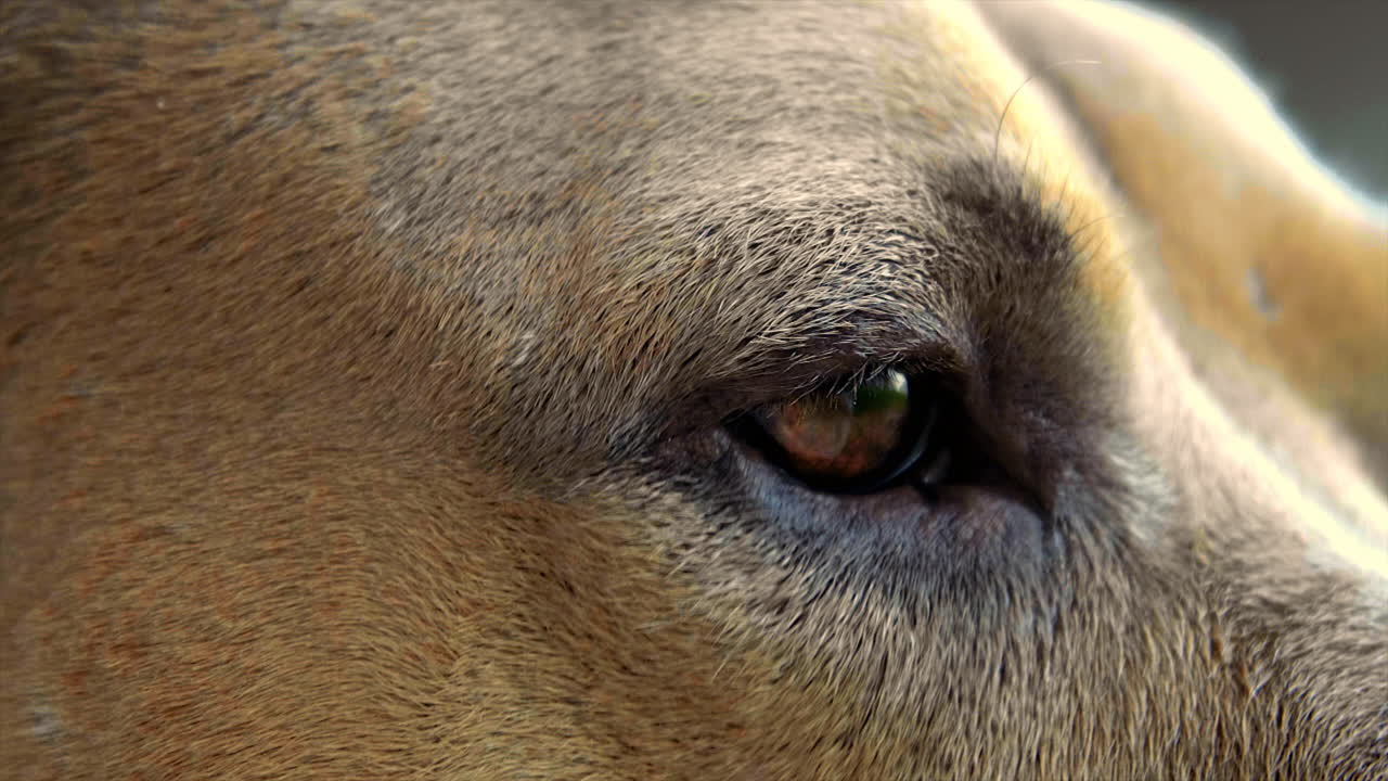 100fps 4k에서 개 눈 샷 클로즈업