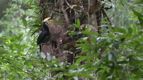 na het leveren van voedsel aan zijn partner, keek de oosterse pied hornbill anthracoceros albirostris om zich heen en vloog naar de linkerkant van het frame terug naar het bos bij khao yai national park, in thailand