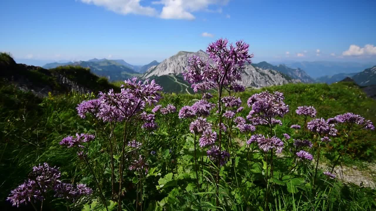 Camera moving through pruple alpine flowers. Mountains of the Alps in Switzerland in the background under a bue sky