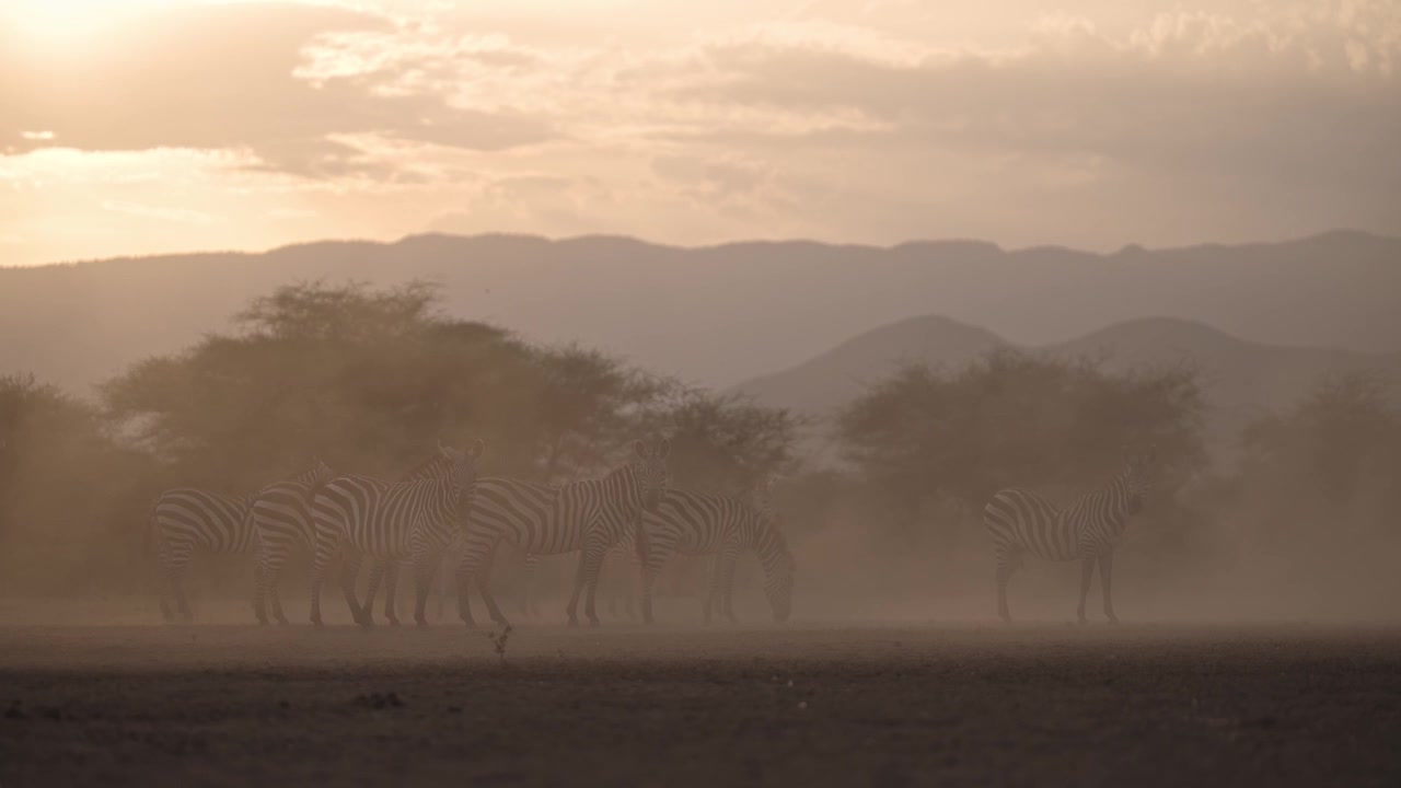 Støvete scene med sebra ved solnedgang i tørketiden, støv i gyllen time, afrikansk dyreliv, safaridyr i Afrika.