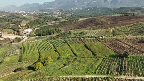 Areal-shot-of-large-vineyard-on-hillside-in-autumn