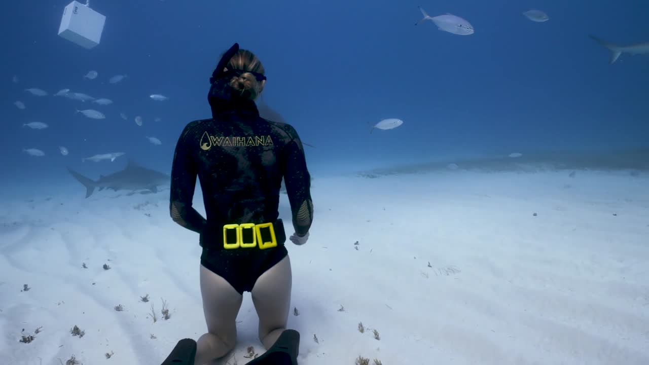 Spaventoso squalo tigre si avvicina a una snorkelista inginocchiata sul fondale marino, subacquea intrepida accarezza lo squalo