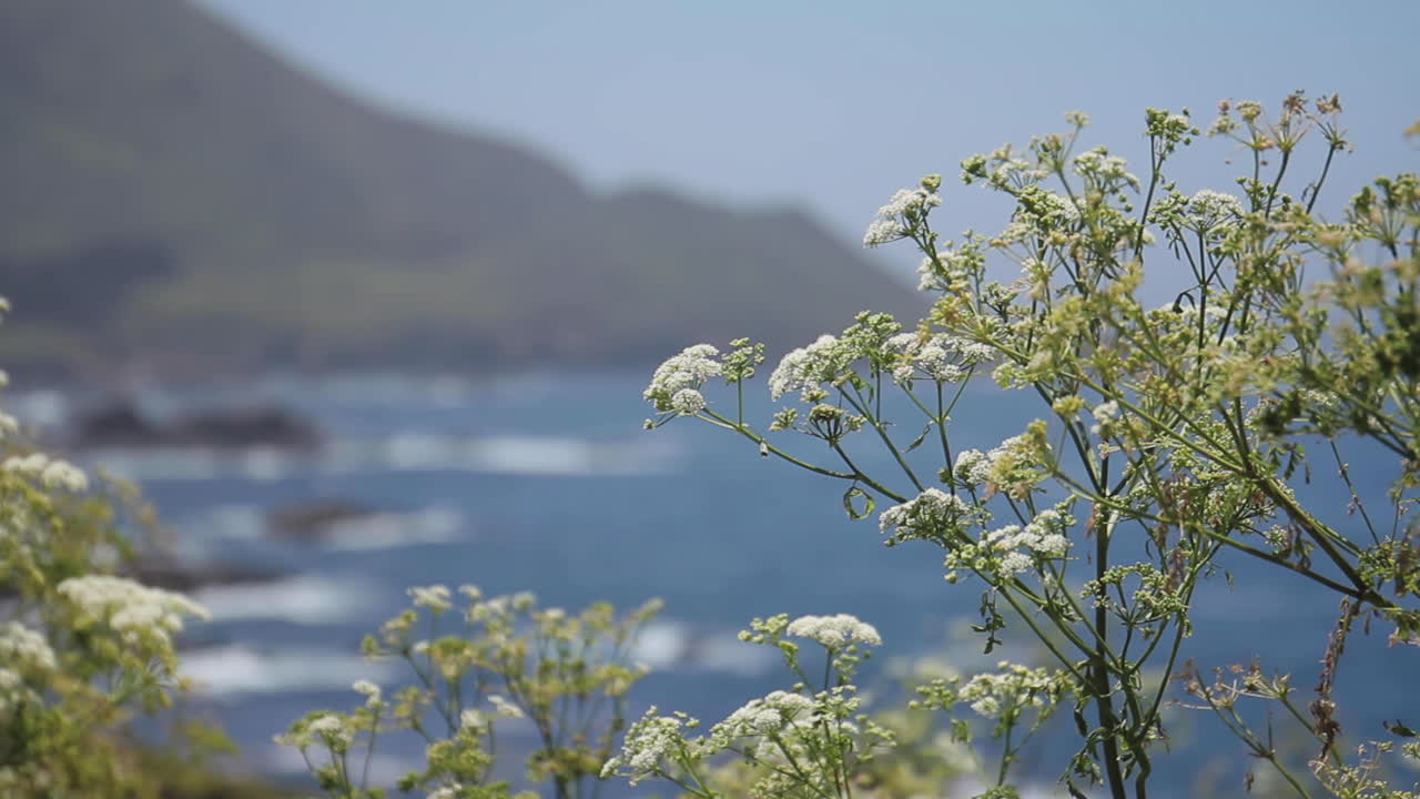 Coastal landscape with white flowers and blue ocean