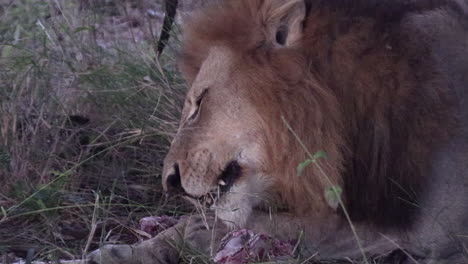 Close-up-of-a-male-lion-feeding-and-crunching-on-some-bones-under-the-late-afternoon-sun