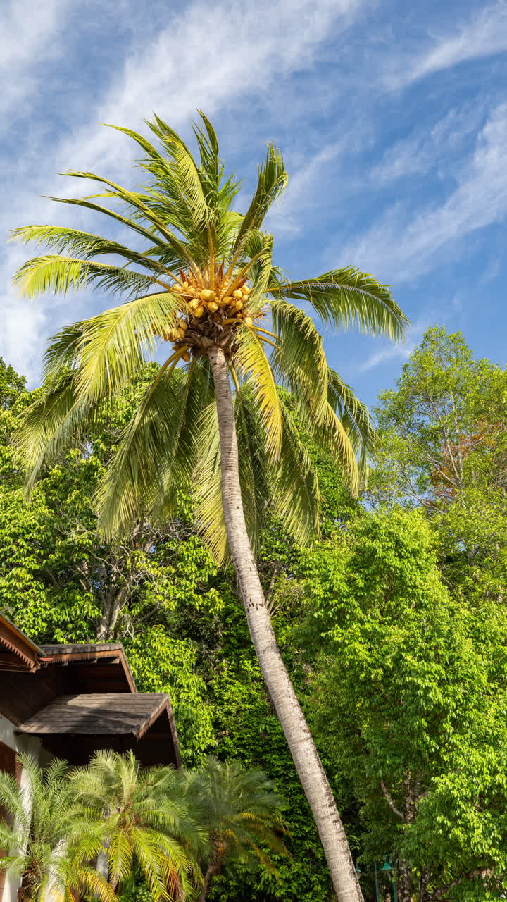 palm trees and tropical rainforest in vertical