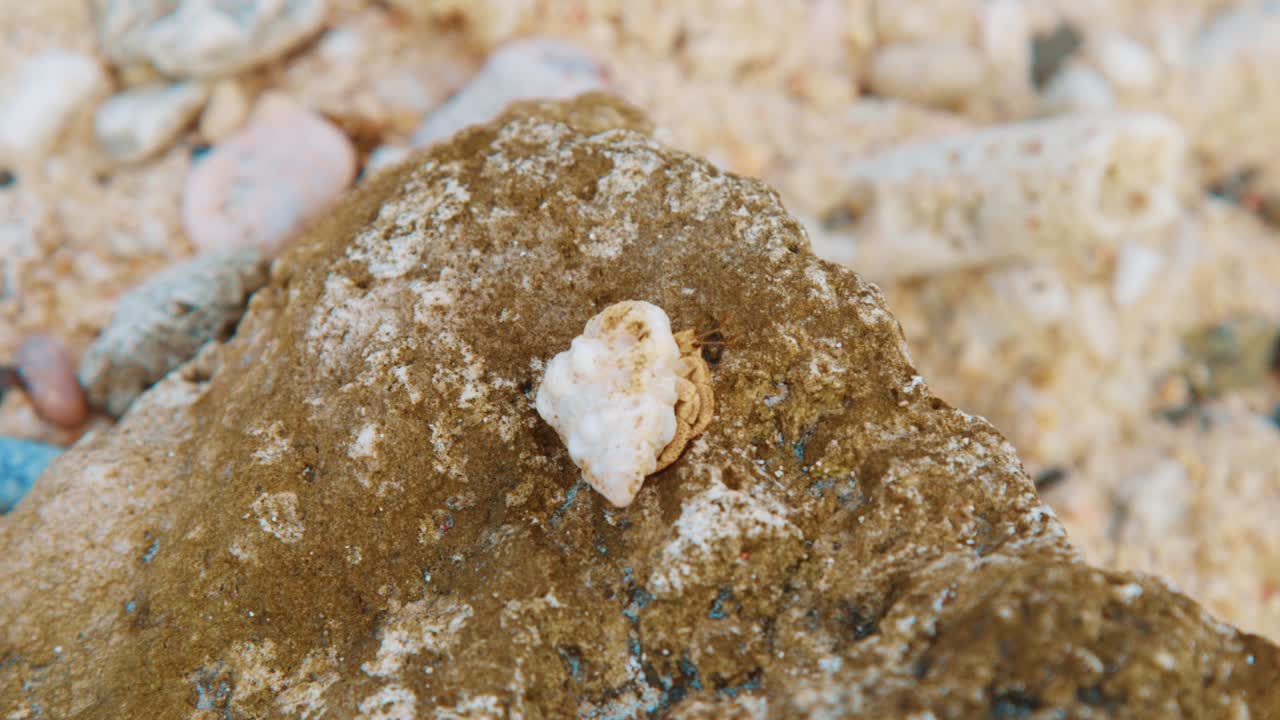 Hermit crab slowly crawling across beach rock, CLOSE UP