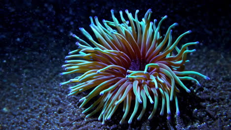 vibrant fluorescent sea anemone underwater