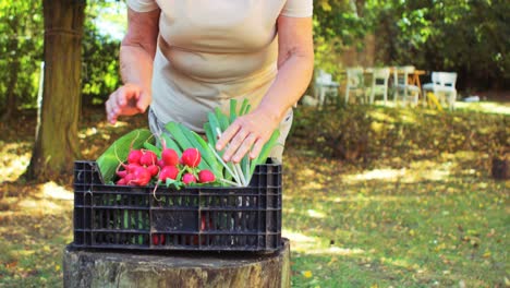 senior woman examining flowers in garden