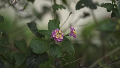 Primer-Plano,-Flor-Morada,-Meciéndose-En-El-Viento