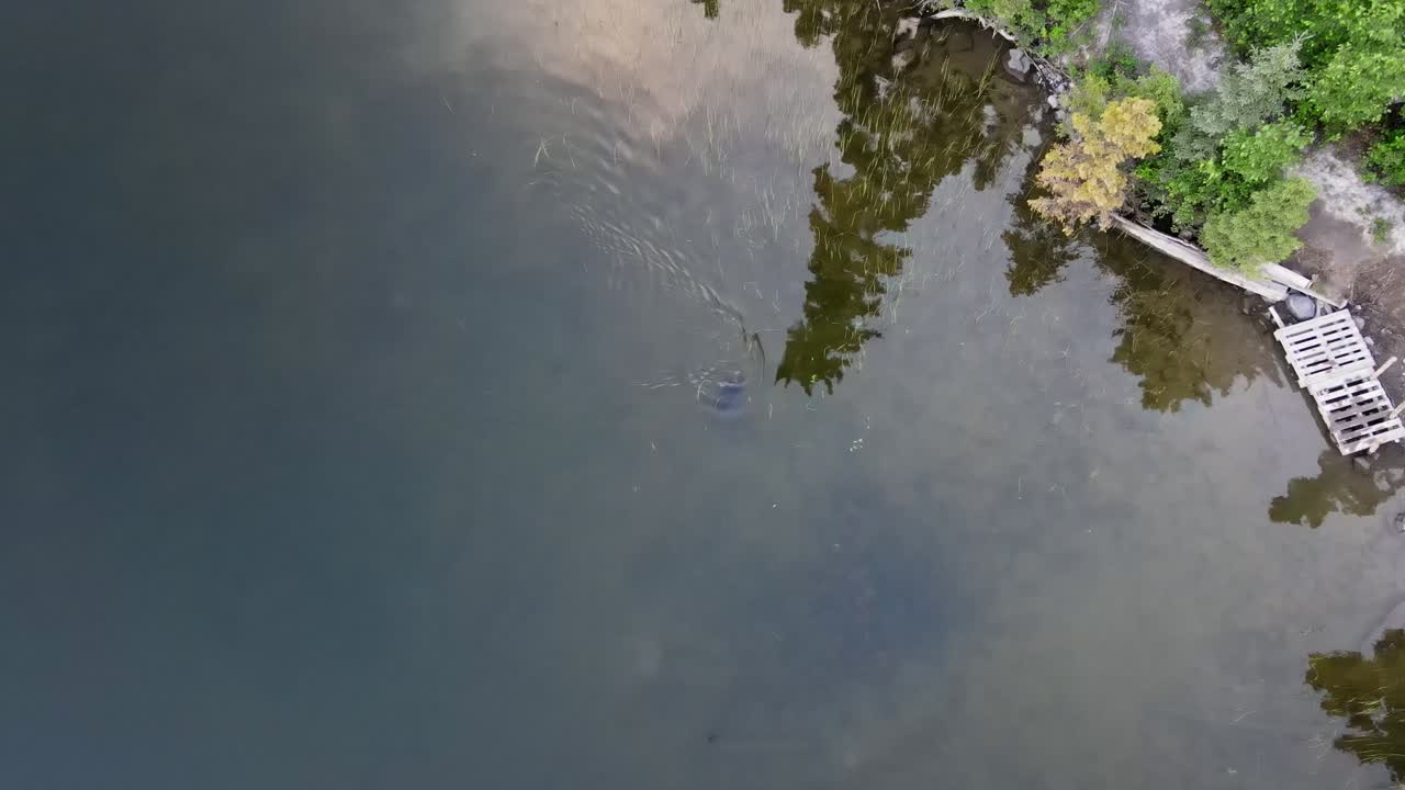 브리티시 컬럼비아 북부 코브 호수의 맑은 바닷물에 잠긴 비버