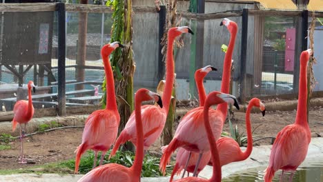 acima flamingos roseado spoonbill pássaro américa do sul cor rosa branca