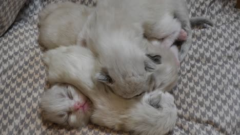 cuddling- litter of four kittens cuddling