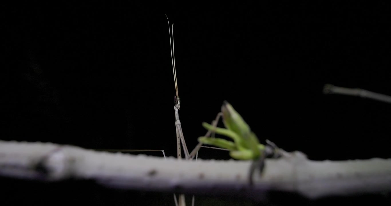 Indian Grass Mantis at night; slow motion macro look at dark eyes adaptation