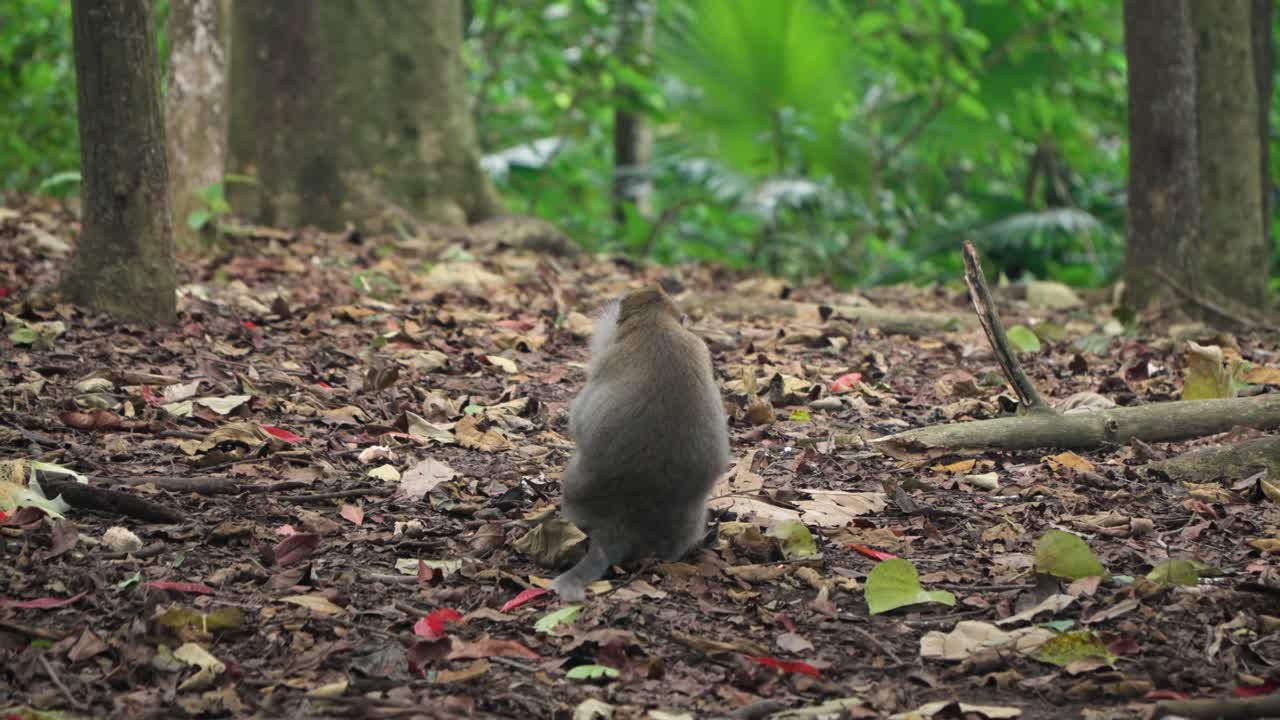 Scimmia seduta sul suolo della foresta, circondata da foglie nella Foresta delle Scimmie di Ubud, Bali, con espressione curiosa mentre picchietta sulle foglie