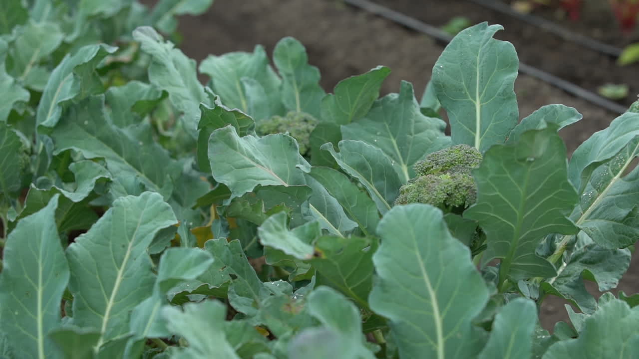 riego por goteo del cultivo de brócoli- cultivo agrícola de vegetales verdes de brócoli