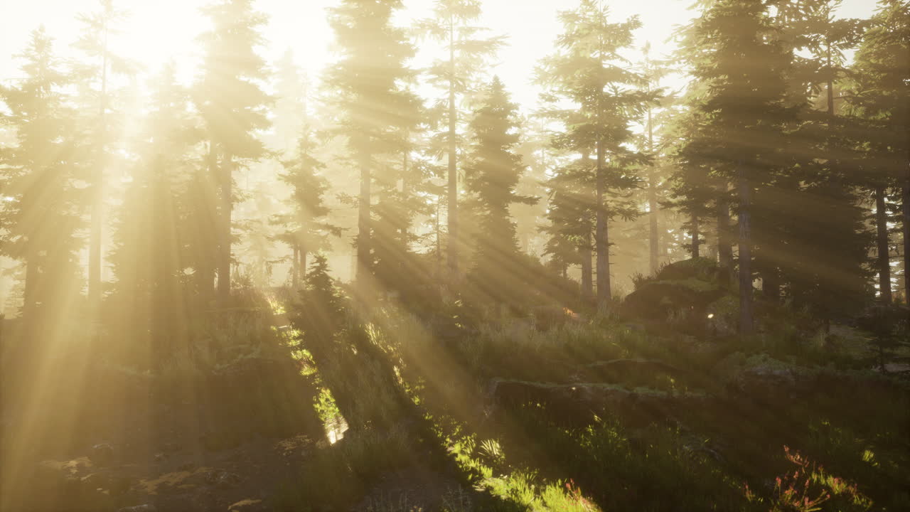 cuento de hadas espeluznante bosque en un día de niebla