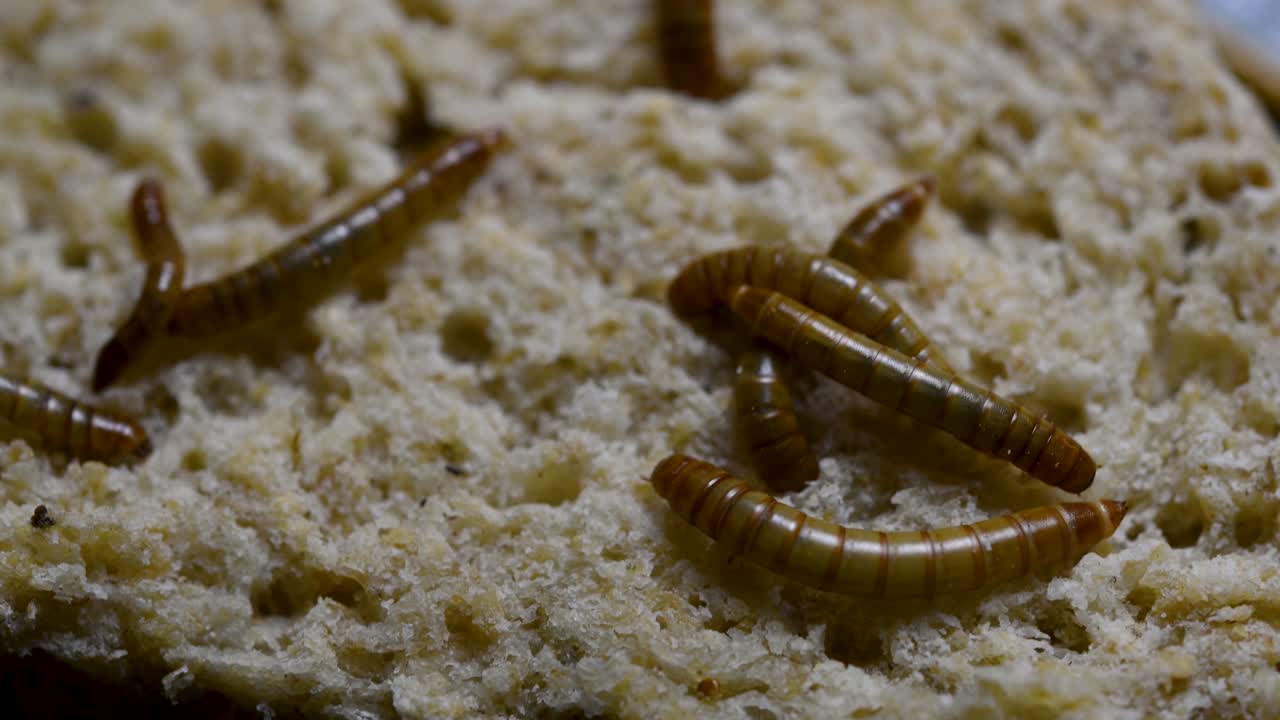 O Tenebrio é uma espécie de besouro Tenebrionidae usado para alimentar animais de estimação como peixes, cobras, pássaros e sapos.