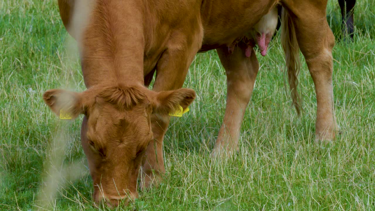 A brown cow peacefully eats grass in a lush green field in Scotland