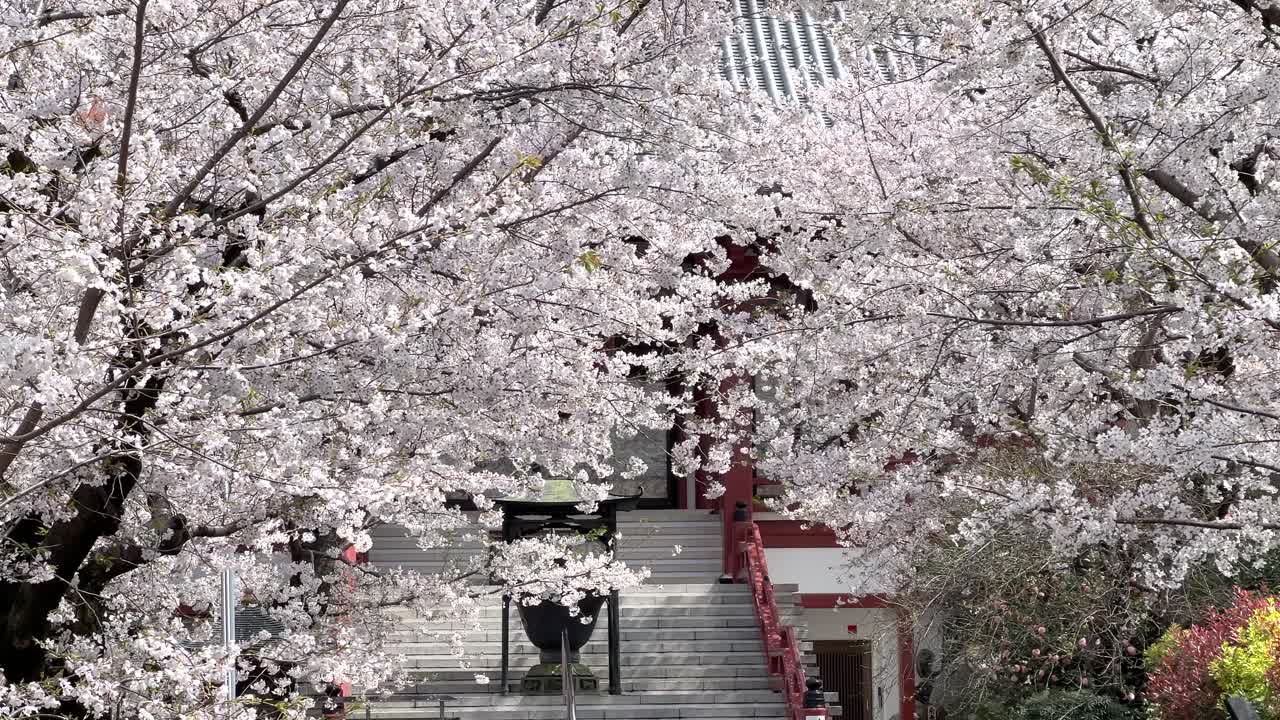 Incredible Japanese temple grounds during Sakura in full bloom