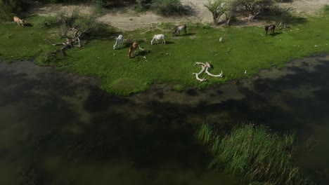 lush pasture at botar lake, sanghar, sindh, pakistan