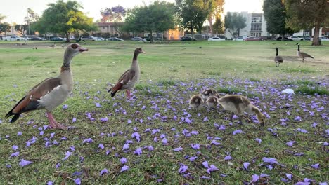 Vögel-Schützen-Ihre-Babys-Hd