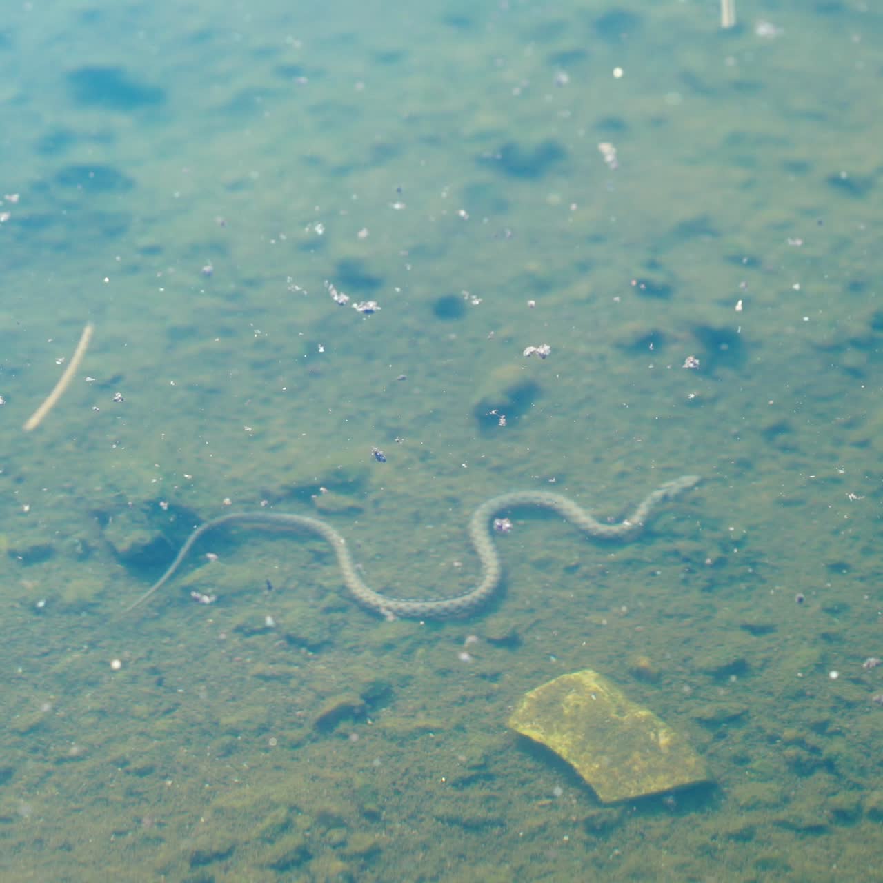Snake underwater. Snake hunting frogs in the pond