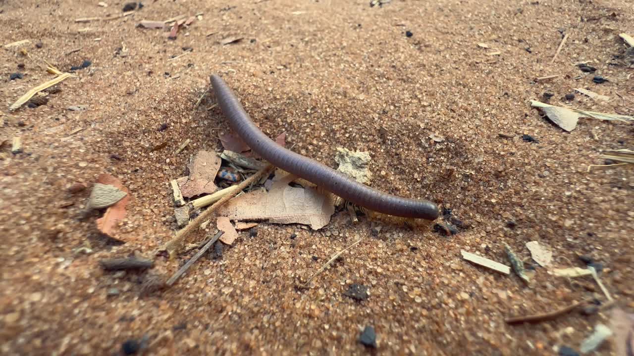 Giant African millipede (Archispirostreptus gigas) moving on the sand in Chobe National Park in Botswana