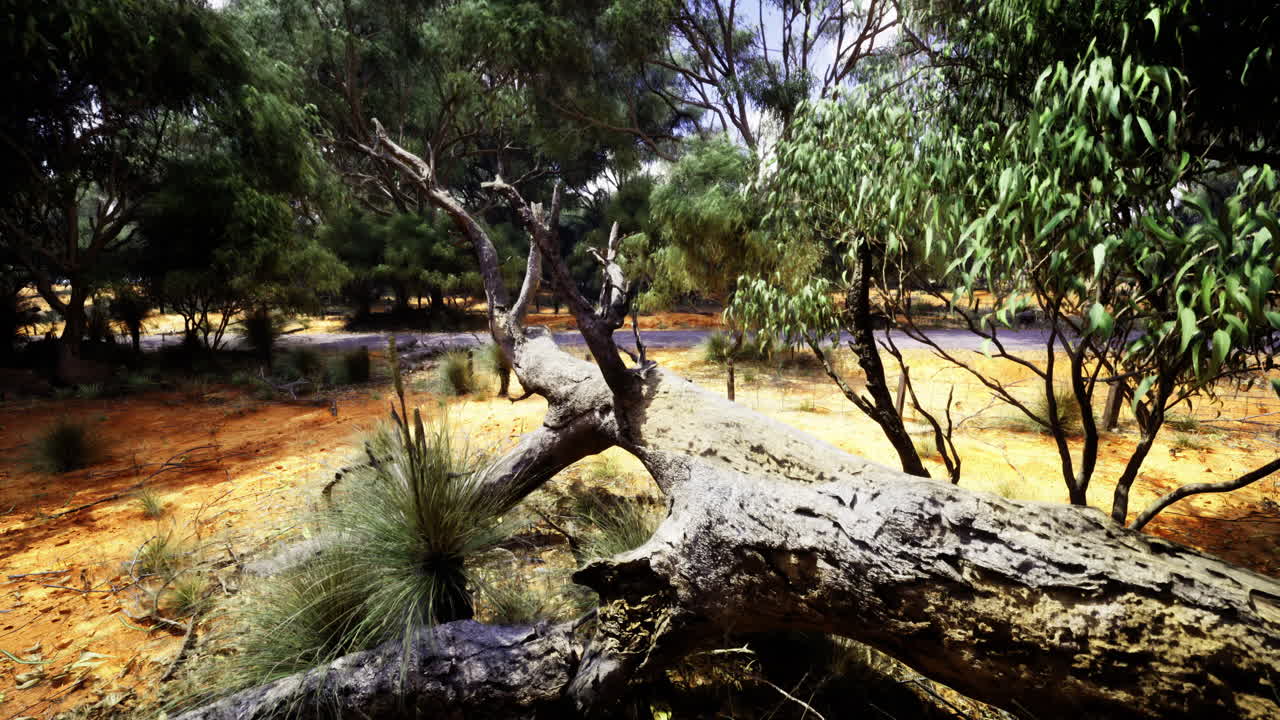Stunning australian outback with a fallen gum tree and lush plants