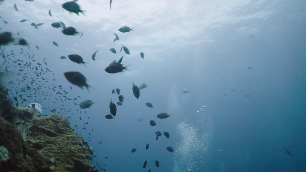 Underwater School of Fish and Coral Reef