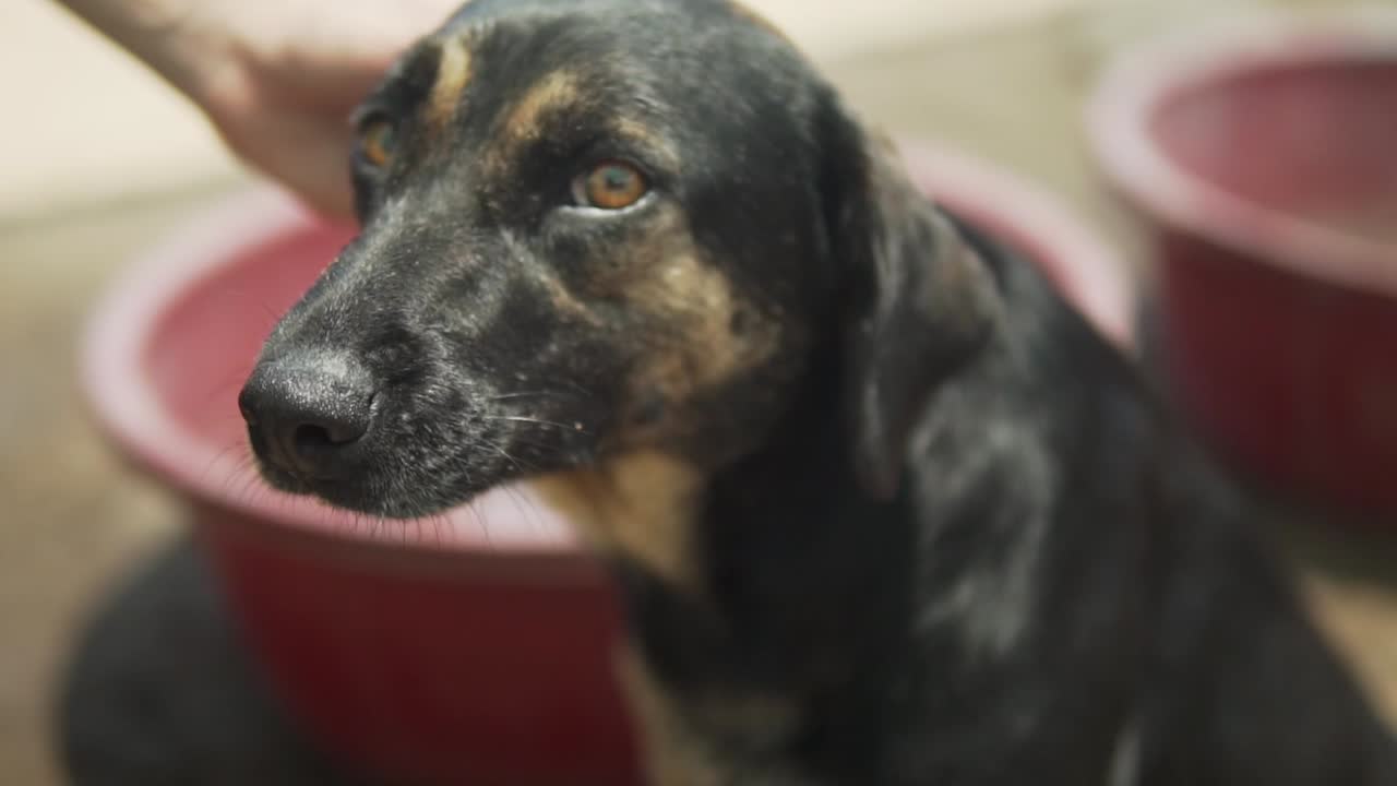 cámara lenta 120fps - perro nervioso está siendo acariciado por un humano amistoso