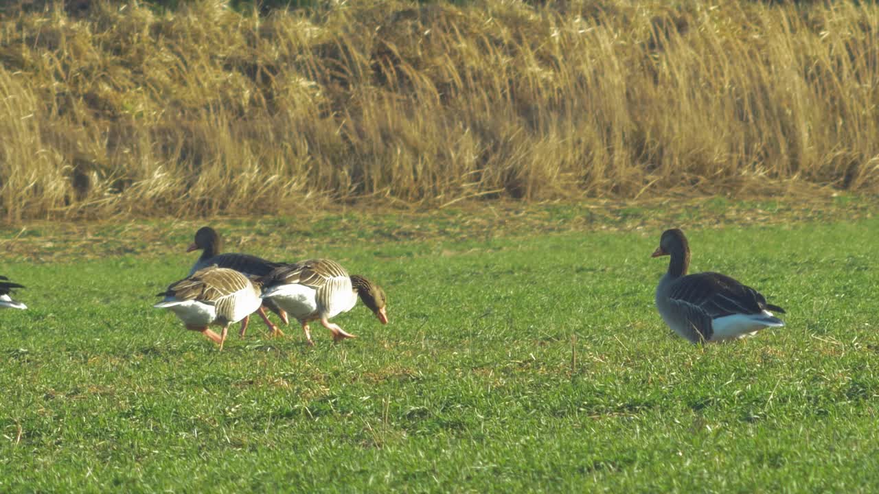 이주 시즌 동안 북부 유럽의 녹색 농경지에서 번식하는 그레이래그 거위의 아름다운 그룹, 화창한 봄날, 먼 중간 낮은 각도의 근접 촬영