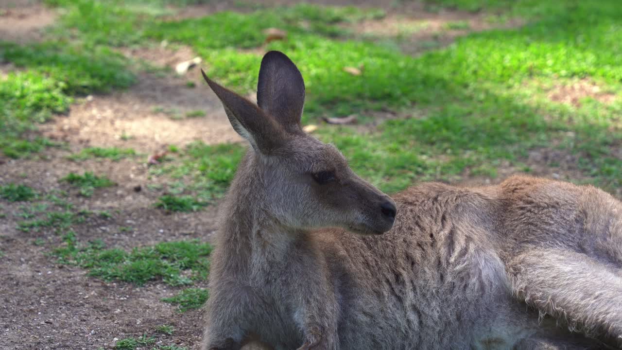 wallaby de cuello rojo, notamacropus rufogriseus, canguro gris oriental, macropus giganteus en su hábitat natural visto acostado en el suelo en un santuario de vida silvestre en el interior de australia