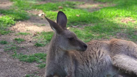 Red-necked-wallaby,-notamacropus-rufogriseus,-eastern-grey-kangroo,-macropus-giganteus-in-its-natural-habitat-spotted-lying-down-on-the-ground-in-wildlife-sanctuary-in-outback-country-Australia