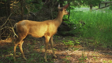 Maultierhirsche-Im-Grünen-Wald-Am-Straßenrand-Im-Glacier-National-Park