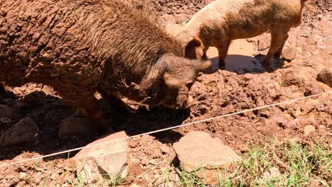 dos cerdos interactúan y se revolven en un pozo de barro.