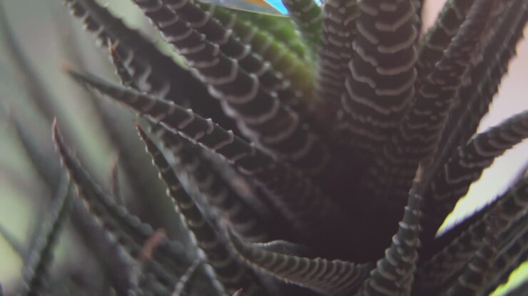 Ripresa macro ravvicinata con effetto tilt di un cristallo su una pianta succulenta