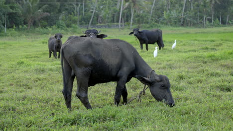 búfalo indio pastando en el campo de arroz y tierra húmeda con hierba