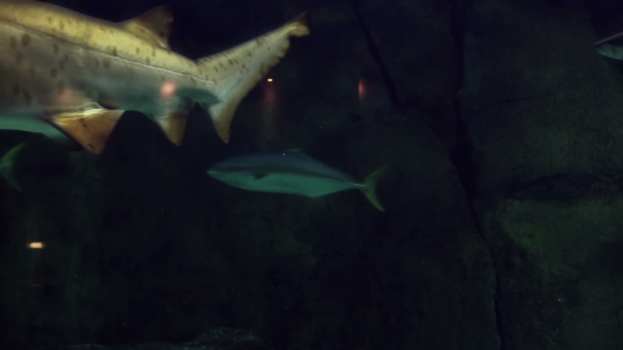 크 에서 수영 하는 물고기