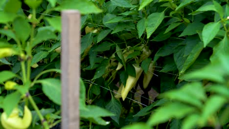 ripe bell pepper vegetables, paprika plants grown in a home organic greenhouse