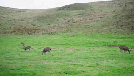 Maultierhirsche-Grasen-Auf-Einer-Grünen-Wiese-Im-Norden-Kaliforniens