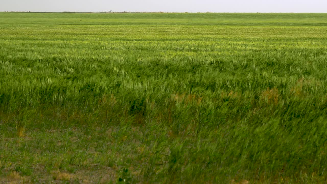 Spighe di grano mosse dal vento