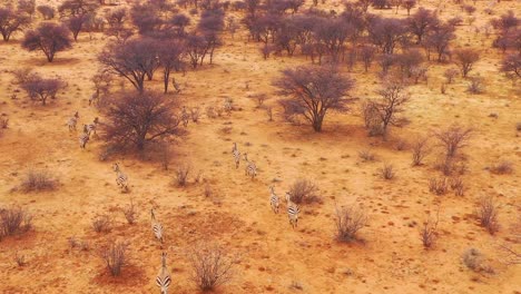 excellent wildlife aerial of zebras running on the plains of africa erindi park namibia 6