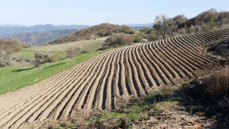 fields planted with potatoes